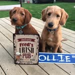 Fred & Ollie - @fredollie2 - Instagram