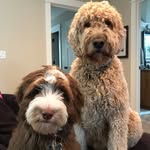 Fred and Ollie - @julia_irene_heff - Instagram