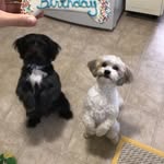 Ollie and Fred - @ollie_and_fred - Instagram