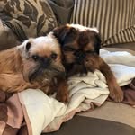 Ollie, Fred & Reggie - @ollie_fred_reggie_griffons - Instagram