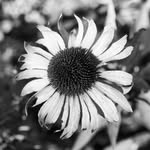 Fred - @fred_orchard - Instagram