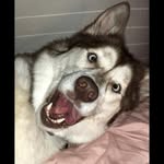 Fredorick Woof - @fred_or_rick - Instagram