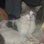 Fred o gatinho - @fredericoorrico - Instagram