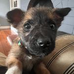 Fred O’Shea - @fred_the_pavey - Instagram