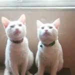 Os Três Fogueteiros + Freddie - @_3cats._.1dog_ - Instagram