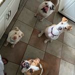 Barney/Fred/Sara/Zeus😇/Otis😇 - @fred.barney.sara.suki - Instagram