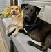Fred &amp; Otis - Facebook