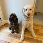 Otis & Fred - @oy_vey_otis_and_fred - Instagram