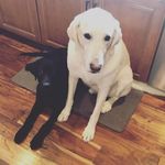 Otis and fred - @otisandfred - Instagram