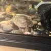 fredthepainter - @fredthepainter15 - TikTok