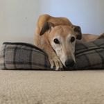 🐶🥞🐶 - @fredpancake - Instagram