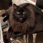 Pancake and Fred - @pancakeandfred - Instagram
