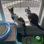Winnie and Mabel - @winnie_fred_and_mabel_pancakes - Instagram