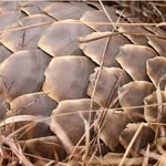 @fredpangolinman - Instagram