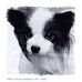 FRED - The Worlds Oldest Papillon - Facebook