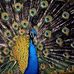Papillon Fredom - Facebook