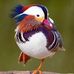 Fred Patte - Facebook