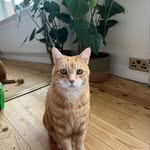 Fred Patterson - @fred.theorangecat - Instagram