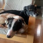 Elroy and Fred - @elroyandfreddie - Instagram