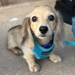 Freddie Pendleton - @freddie_the_minidoxie - Instagram