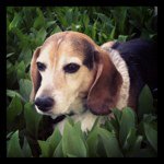 Fred Pennington - @ourdailyfred - Instagram