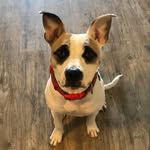 Fred Penny Fiumara - @fred_the_itty_bitty_pitty - Instagram