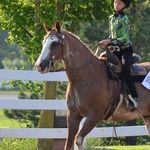 Alyssa & Fred & Pepper - @aqhaperfection2 - Instagram