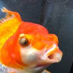Fred & Pepper ( Freppers) - @theorangeblobcalledfred - Instagram