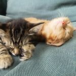 Fred Pepper & Ginger Salt - @fred_en_ginger_ - Instagram