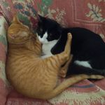 Fred, Pepper and Smoosh - @lizy7156 - Instagram