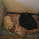 Fred&Pepper_2 - @fred.pepper_2 - Instagram