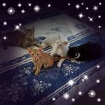 Freddie Percival - Facebook