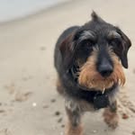 Fred - @fred_petit_monsieur_dackel - Instagram