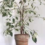 Fred The Plant - @fred_die_pflanze - Instagram
