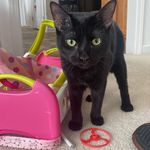 Fred (Fredrick Pickle Pants) (Master Flopper) - @fredthecatmasterflopper - Instagram