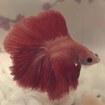 @fred_pickles_lambert_ - Instagram