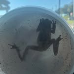 fred and jorge🐸 - @fred.pickles - Instagram