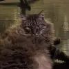 Fred Pickles - @fredpickles - TikTok