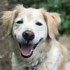 FreddiePickles - @freddieloveddogs - TikTok
