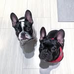 Frenchies | Pierre + Louis - @pierreandlouis - Instagram