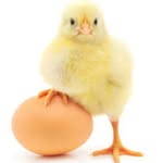 fred pinto 🐤🐣🌟 - @fredssz_ - Instagram