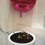 Fred - @fred.the.pancake.plant - Instagram