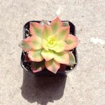 Fred Plant - @fred.the.succulent - Instagram