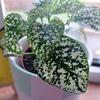 Fred_plant - @fred_plant2 - TikTok