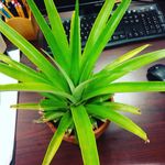 Fred The Pineapple Plant - @fred_the_pineapple_plant - Instagram
