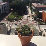 Fred (the Plant) - @fredtheaztecplant - Instagram