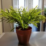 Fred the Plant - @fredtheplant_ - Instagram