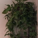 Fred the Plant - @fred_the_plant1 - Instagram