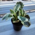 Fred The Plant - @fred.the.plant.02 - Instagram