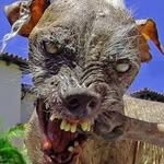Fred Platt - @corbynatemydog - Instagram